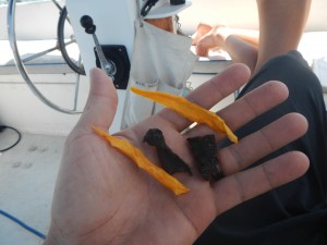 Dehydrated Mango and Deer Jerky